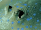 Blue spottet ray