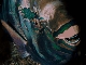 Parrotfish, L ilot