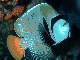 Emperor angelfish
